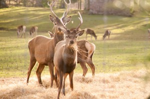 Deer