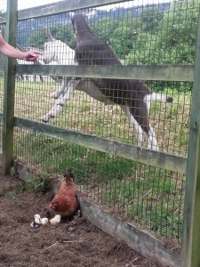 chicks and goats