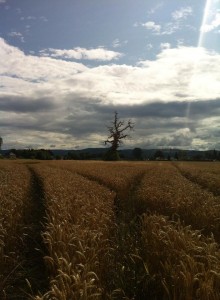 cromwell tree