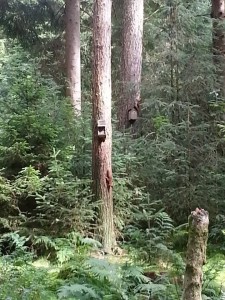 squirrel