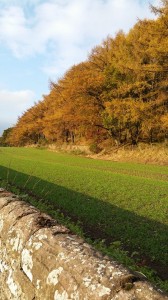 Moncreiffe Woods