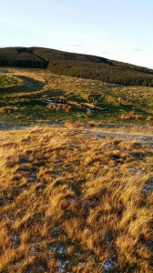 Loan tree, tree, Scott's View, Bridge of Earn, Perthshire