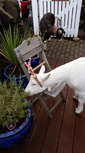 goat, lavender, eating, antlers