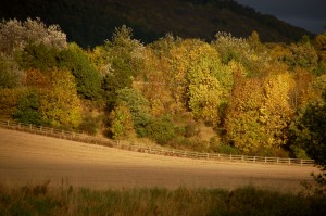 Perthshire Amber
