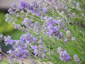 Lavender