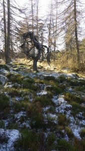 Strange tree in the woods on the way back to Birnam