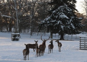 Dunbarney Walk, deer Winter