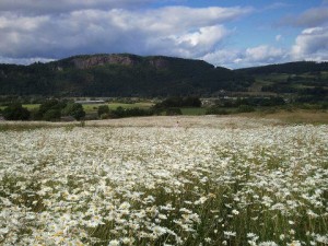 Moncreiffe Hill and Woods, Perthshire, Woodland Trust