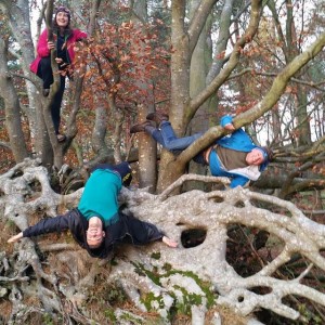Octopus Tree Woodland Trust Moncreiffe Hill and Woods Perthshire