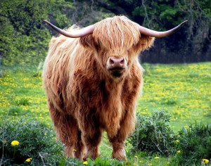 Highland cow