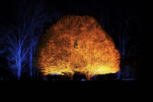 Norie-Miller Walk Light Nights
