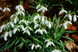 Scottish Snowdrop Festival