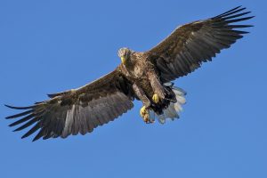 Birds of Prey