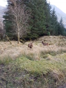 Deer in Glen Etive