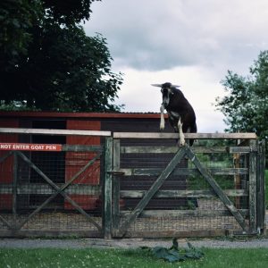 jumping goat