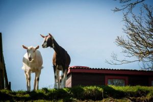 goats on the roof