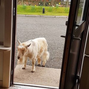 tiny goat