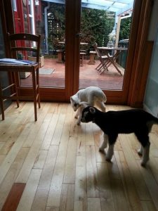 baby goats