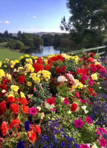 floral displays for Britain in bloom