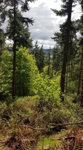 Woodland Trust Moncreiffe Hill