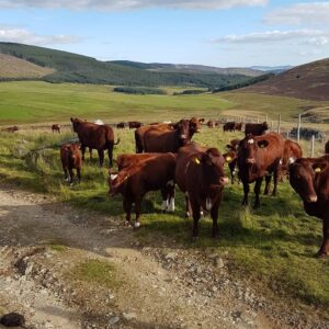 Glen Isla