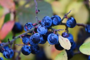 Blackthorn
