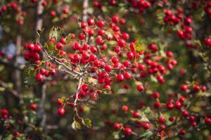 Hawthorn