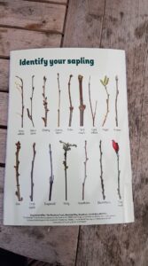 identifying trees