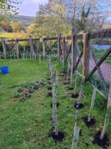 woodland trust trees