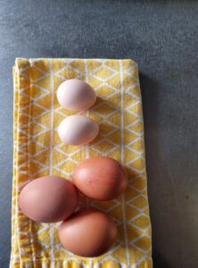 new laid eggs