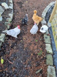 chicks