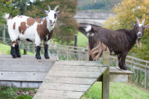 pygmy goats