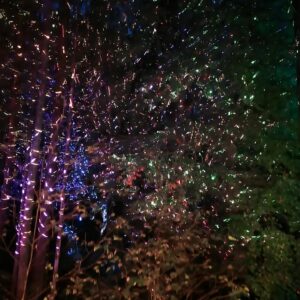 Enchanted Forest Faskally Wood Pitlochry
