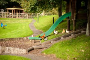 hens and chickens