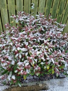 garden in Winter Scotland