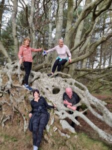 octopus tree, uprooted tree Moncreiffe Hill