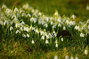 Snowdrops in February