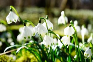 snowdrops in the grounds of River Edge Lodges
