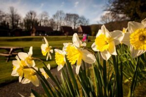 daffodils in spring at River Edge Lodges