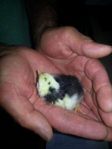 new born baby chick