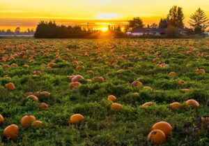 pyo pumpkin patch