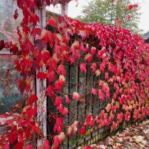vibrant virginia creeper
