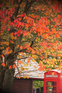 Cherry tree with autumnal red leaves next to a red telephone box next to a River Edge Lodge