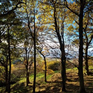 Autumn sun filtering through the yellow tree leaves at Kilmagad Woods