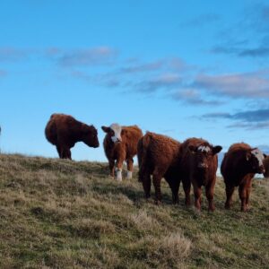 5 curious Highland Calves, all looking at the camera