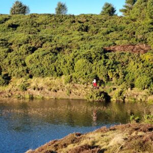 Iona beside Pitkeathly Loch, Dron Hills, part of the Ochils
