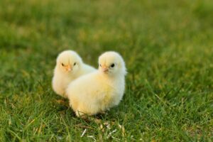 Easter chicks