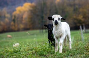 Easter Lambs