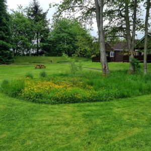 wild flowers in a grassy patch