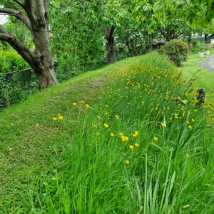 no mow may wild flowers in a swathe of grass